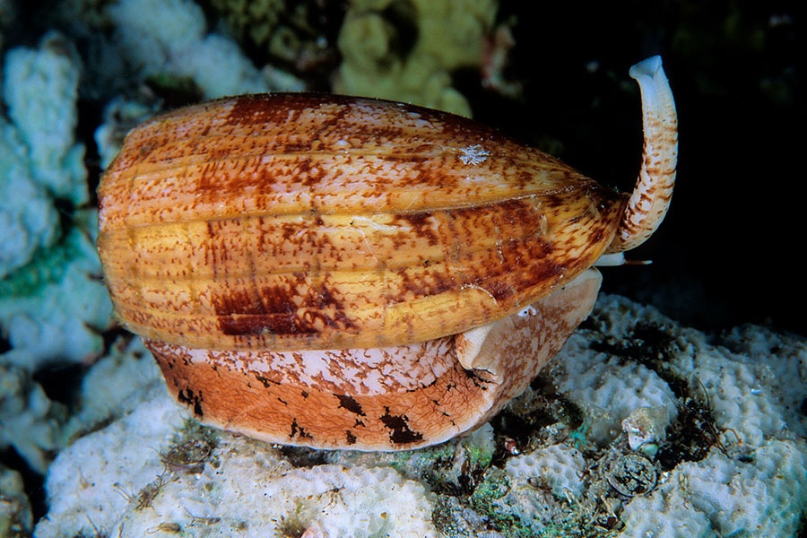 Ốc nón Conus geographus